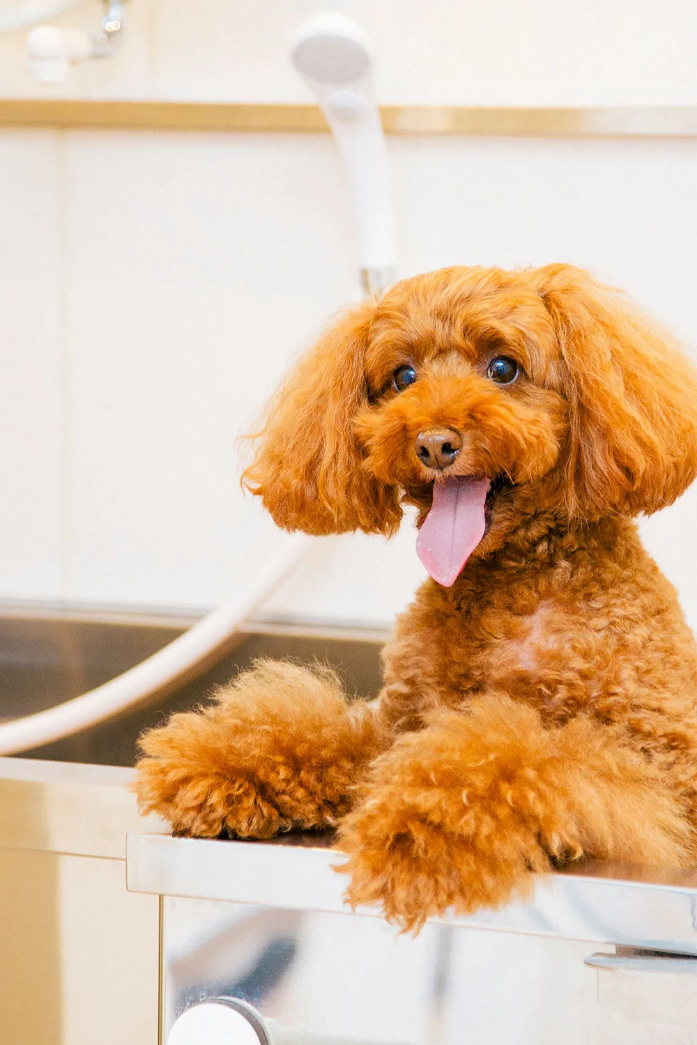 ドッグサロンWITH(ウィズ)新宿店トリミングの写真